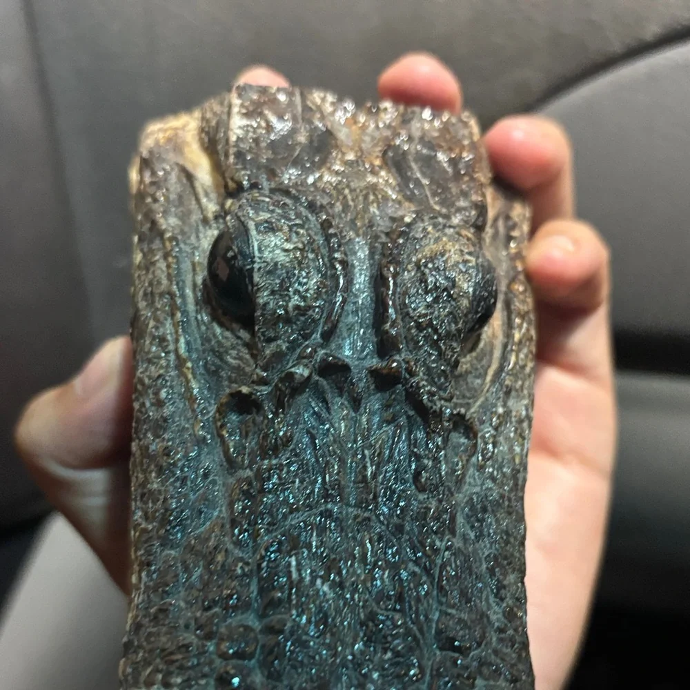 Real Reptile Skull